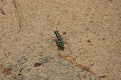 Cosmodela barmanica