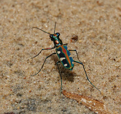 Cosmodela barmanica