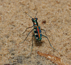 Cosmodela barmanica