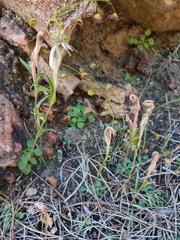 Pterostylis robusta