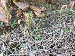 Pterostylis robusta