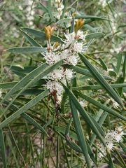 Hakea repullulans
