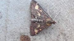 Pyrausta aurata