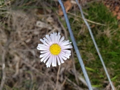 Allittia uliginosa
