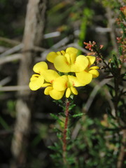 Dillwynia floribunda