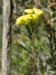 Dillwynia floribunda