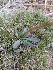 Allittia uliginosa