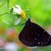 Purple Crow Butterfly - Photo (c) Jesse Zhang, some rights reserved (CC BY-NC-ND)
