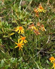 Jacobaea abrotanifolia