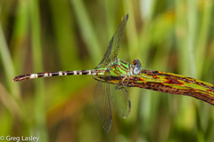 Erpetogomphus eutainia