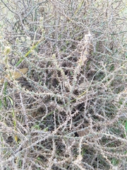 Sclerolaena muricata