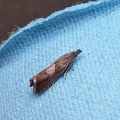 Dichrorampha acuminatana