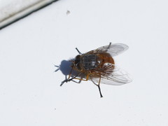 Calliphora nigrithorax