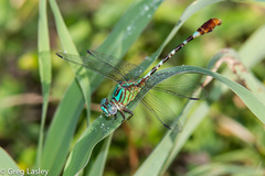 Erpetogomphus eutainia