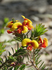 Dillwynia elegans