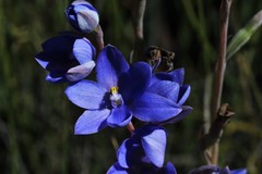 Thelymitra purpurata