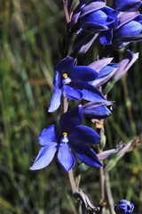 Thelymitra purpurata
