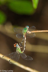 Erpetogomphus eutainia