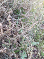 Sclerolaena muricata