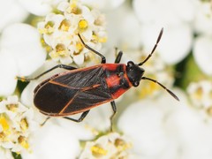 Ochrimnus lineoloides