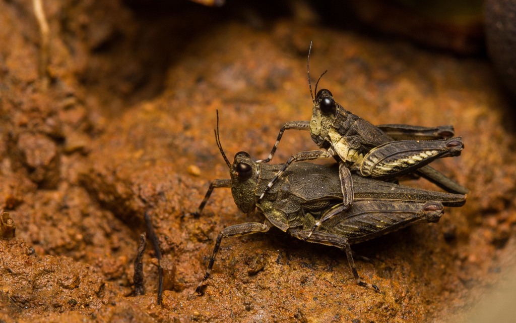 Loxilobus assamus