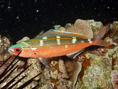 Pterocaesio digramma