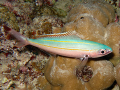 Pterocaesio digramma