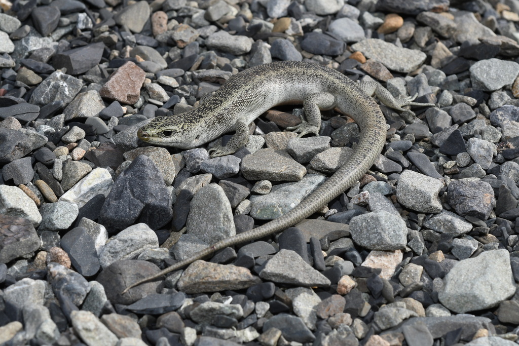 Scree Skink