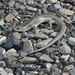 Scree Skink - Photo (c) Ben Weatherley, some rights reserved (CC BY-NC), uploaded by Ben Weatherley