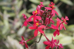 Epidendrum × obrienianum