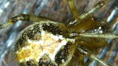 Theridion pictum