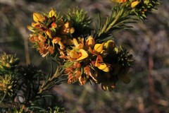 Phyllota phylicoides