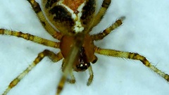 Theridion pictum