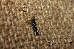 Calybites phasianipennella