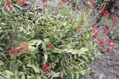 Epidendrum × obrienianum