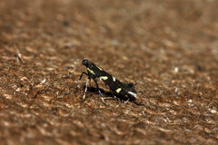 Calybites phasianipennella