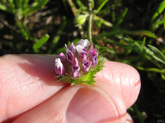 Trifolium barbigerum
