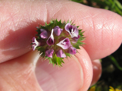 Trifolium barbigerum
