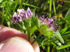 Trifolium barbigerum