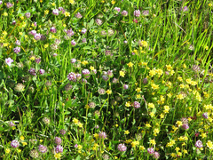 Trifolium barbigerum