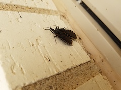 Triatoma gerstaeckeri