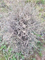 Sclerolaena muricata