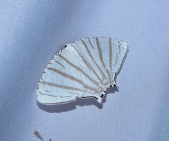 Urapteroides astheniata