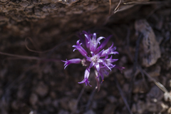 Allium denticulatum