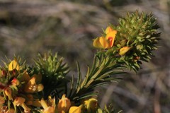 Phyllota phylicoides