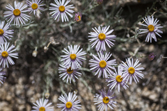 Erigeron parishii