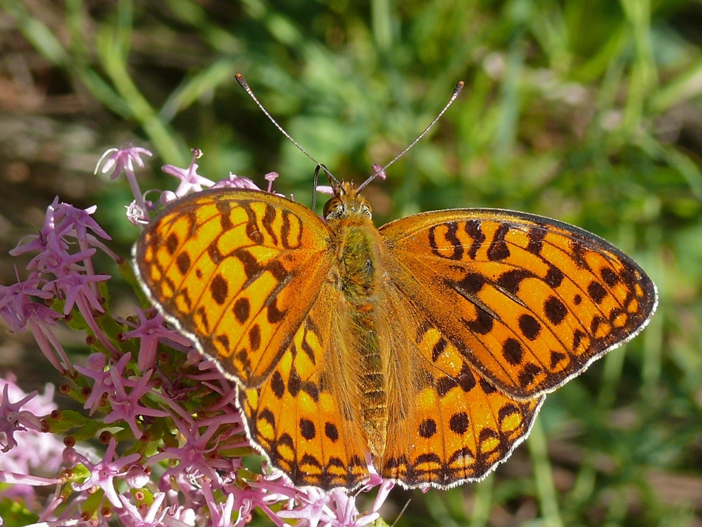 Fabriciana