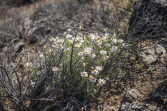 Erigeron parishii