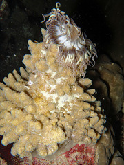 Phyllodiscus semoni
