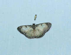 Hydatocapnia